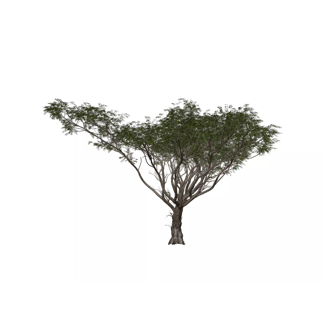 Acacia Tree 3D Model – Photorealistic Polygon Mesh for Archviz - View 2
