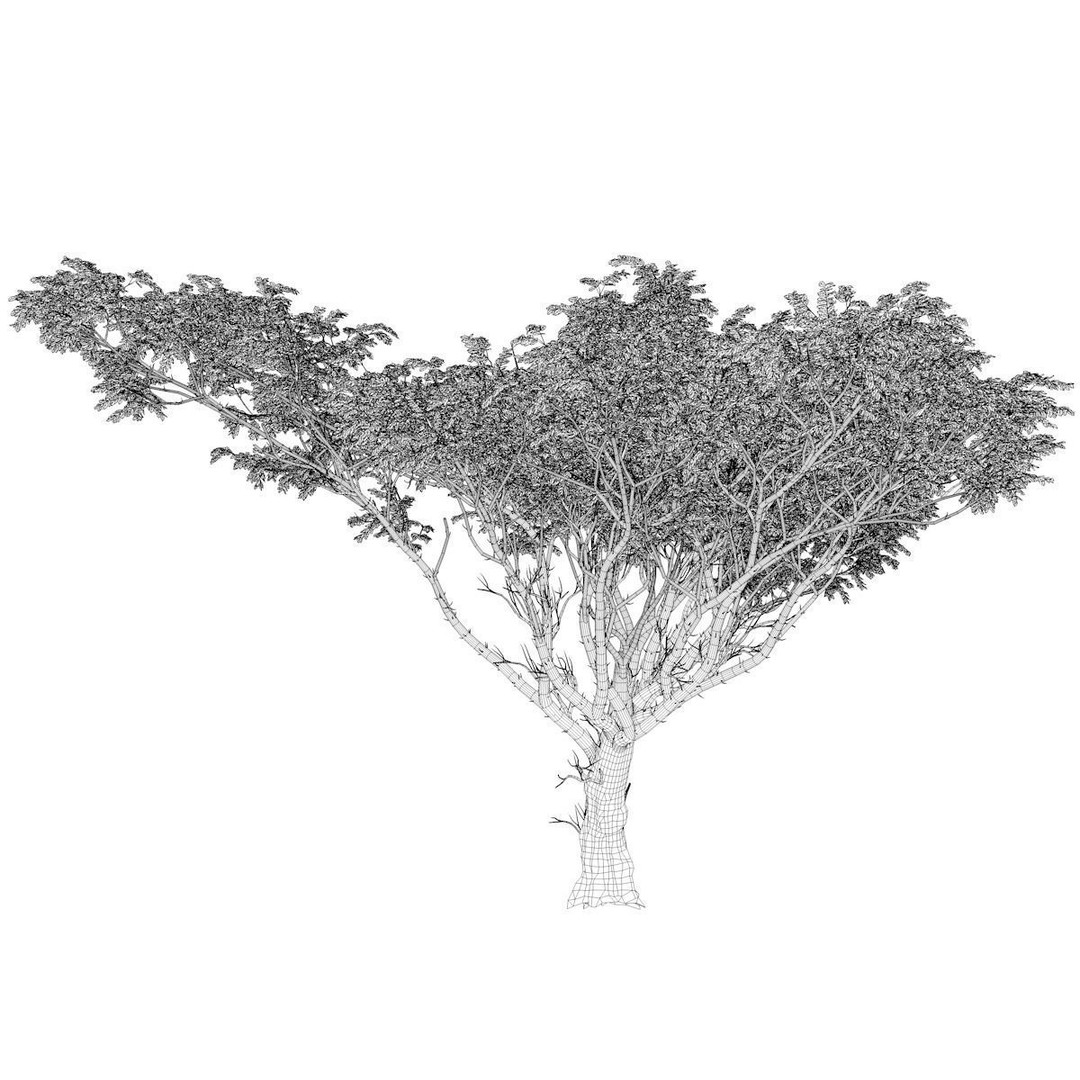 Acacia Tree 3D Model – Photorealistic Polygon Mesh for Archviz - View 3