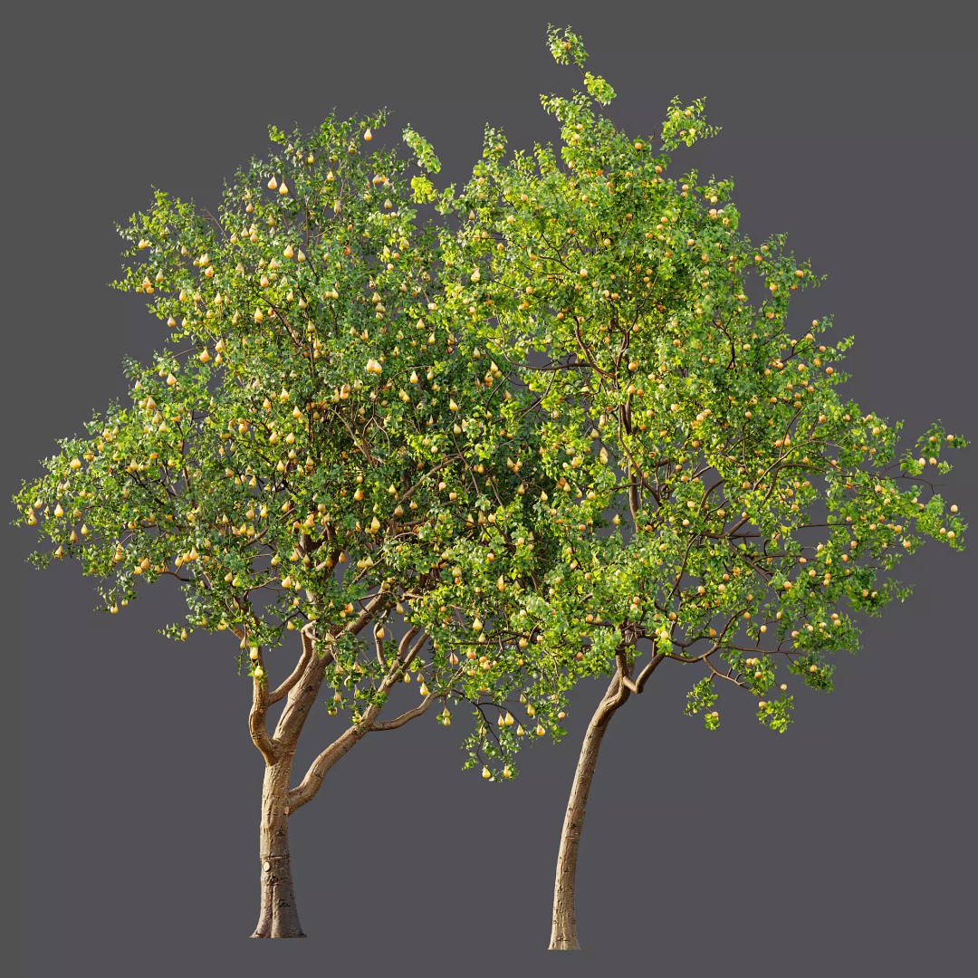 Pyrus Communis & Prunus Armeniaca 3D Model – High Poly Tree Set, FBX, OBJ - View 10