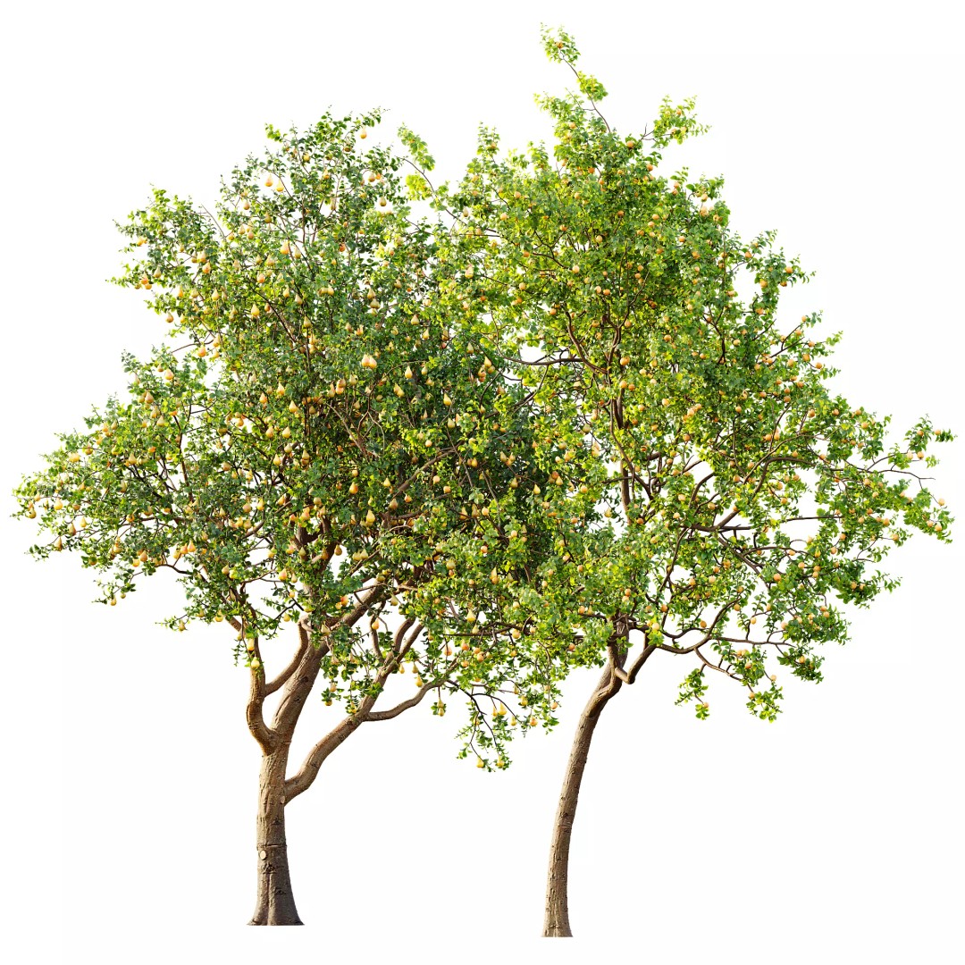 Pyrus Communis & Prunus Armeniaca 3D Model – High Poly Tree Set, FBX, OBJ - View 11