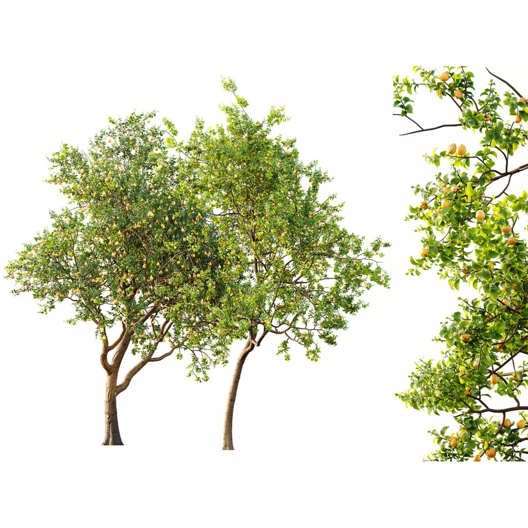 Pyrus Communis & Prunus Armeniaca 3D Model – High Poly Tree Set, FBX, OBJ - View 2