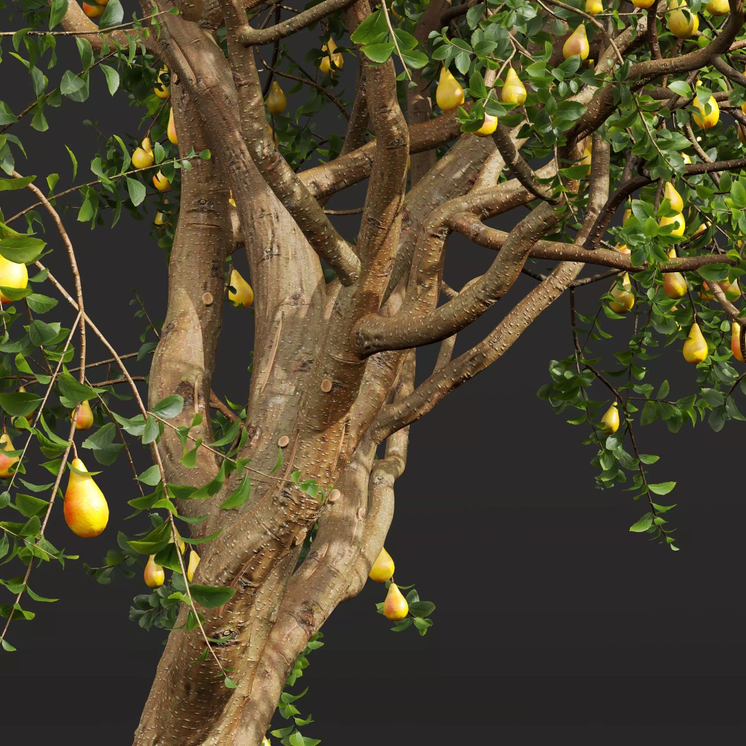 Pyrus Communis & Prunus Armeniaca 3D Model – High Poly Tree Set, FBX, OBJ - View 3