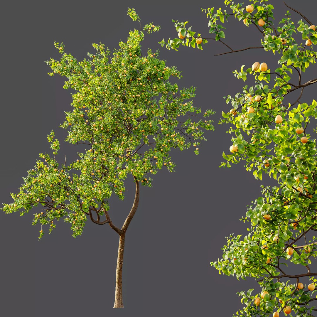 Pyrus Communis & Prunus Armeniaca 3D Model – High Poly Tree Set, FBX, OBJ - View 4