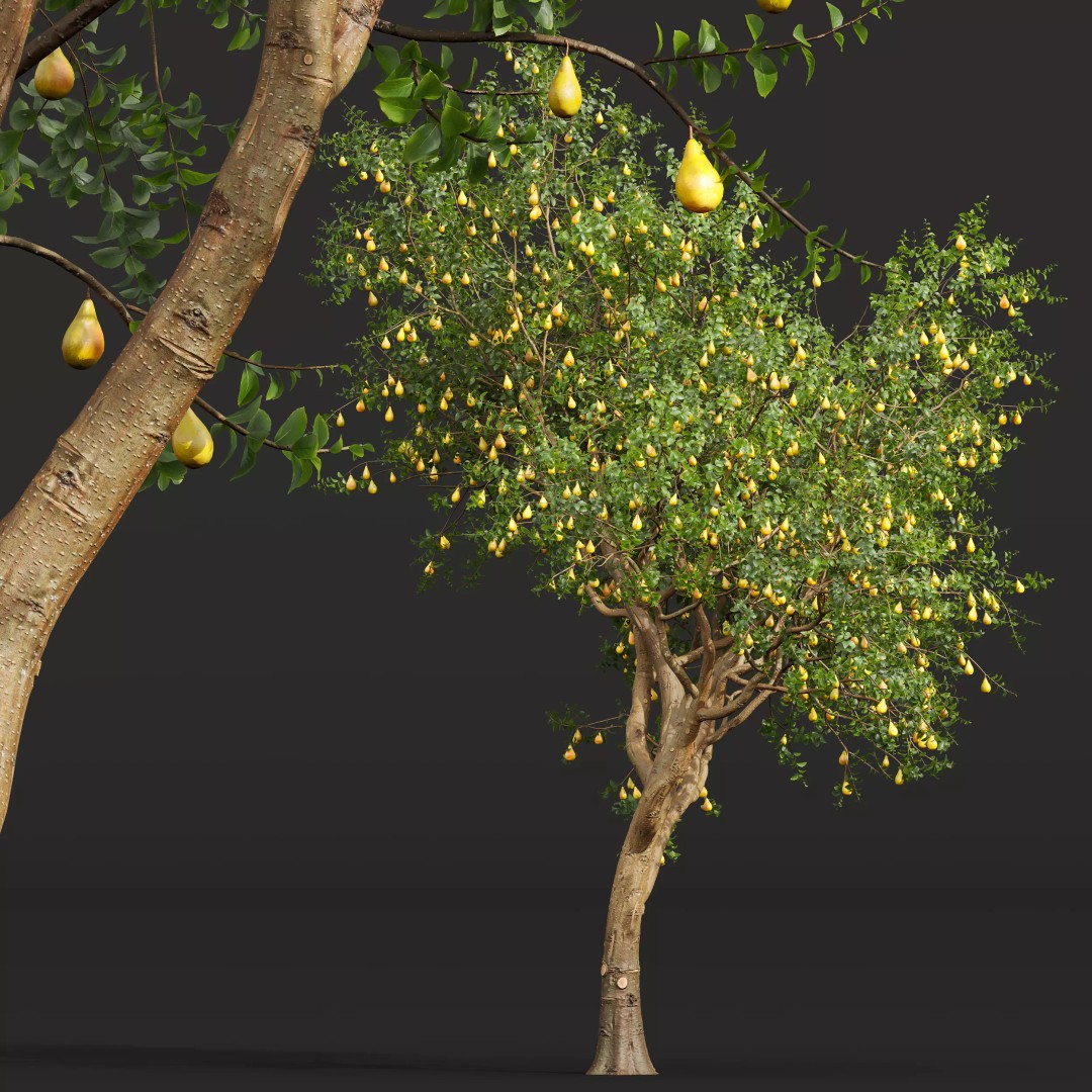 Pyrus Communis & Prunus Armeniaca 3D Model – High Poly Tree Set, FBX, OBJ - View 5