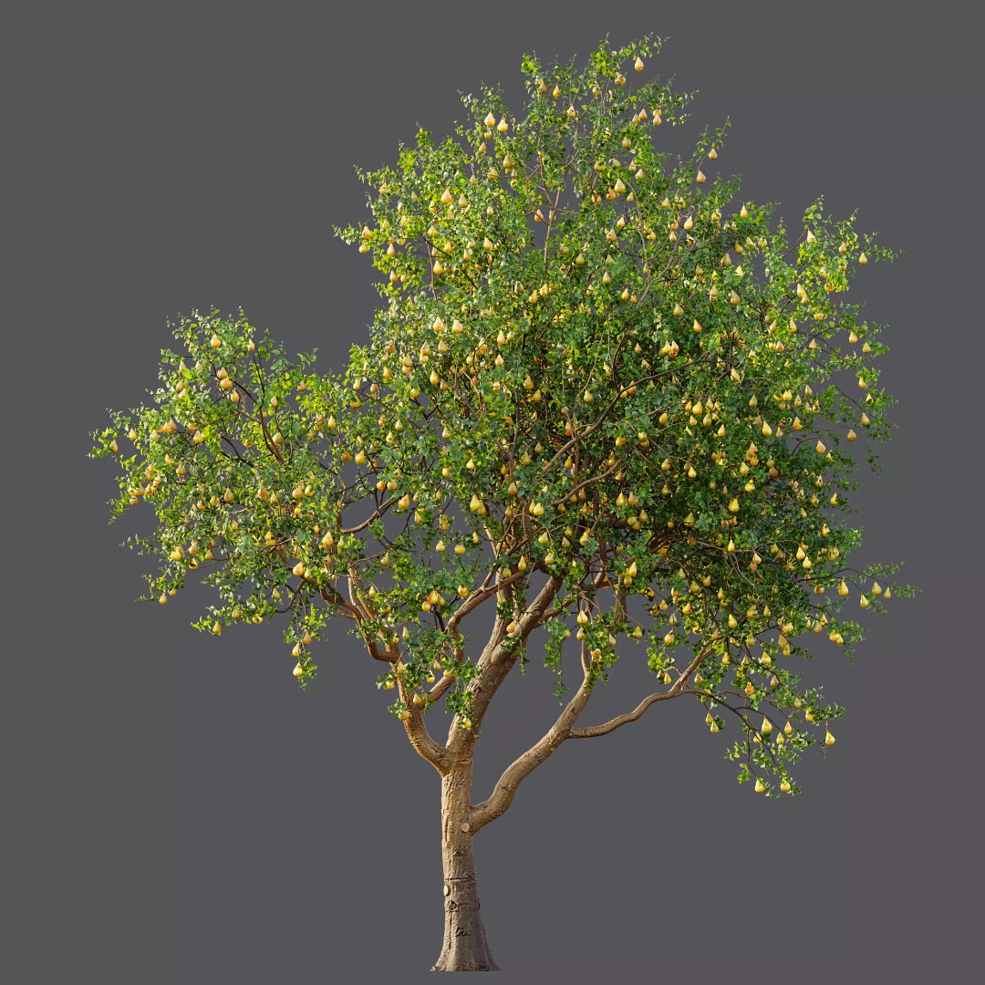 Pyrus Communis & Prunus Armeniaca 3D Model – High Poly Tree Set, FBX, OBJ - View 7