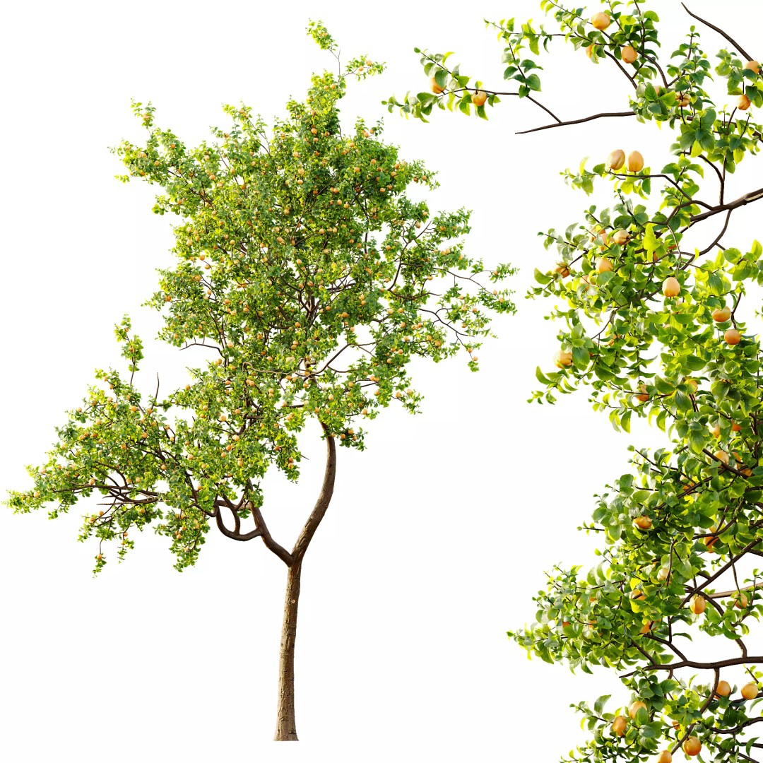 Pyrus Communis & Prunus Armeniaca 3D Model – High Poly Tree Set, FBX, OBJ - View 8