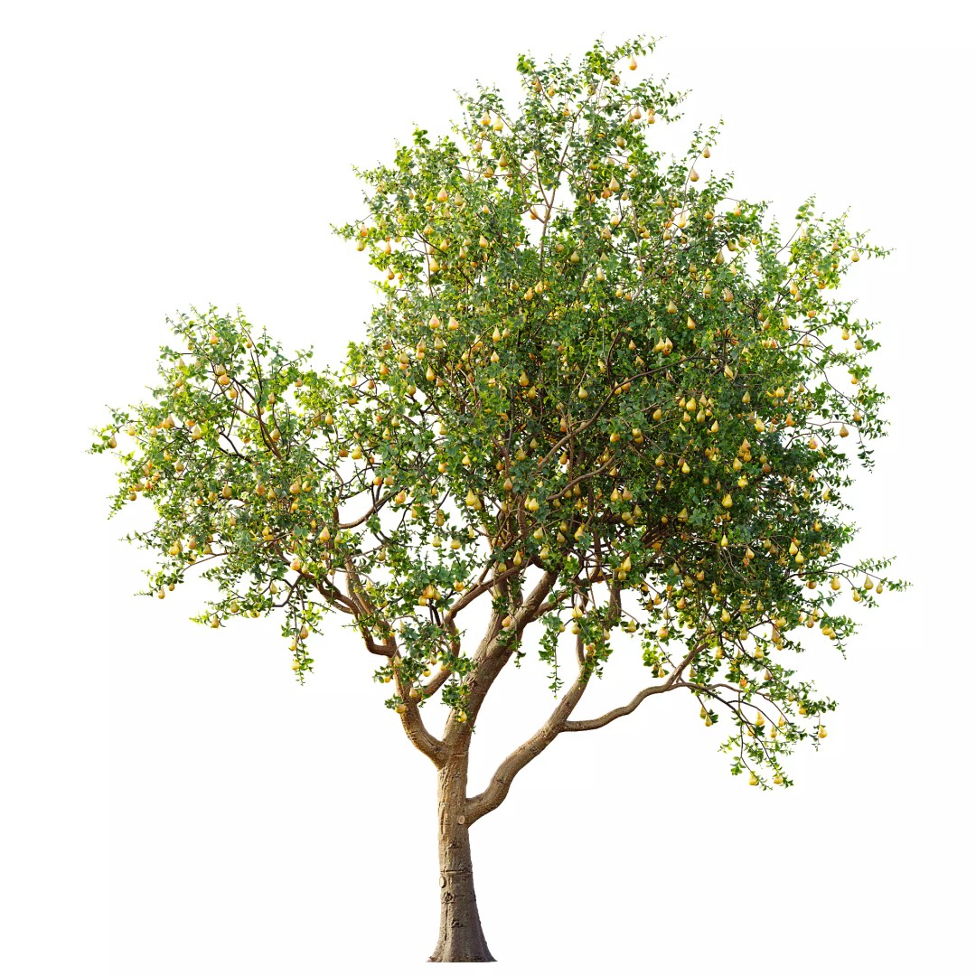 Pyrus Communis & Prunus Armeniaca 3D Model – High Poly Tree Set, FBX, OBJ - View 9