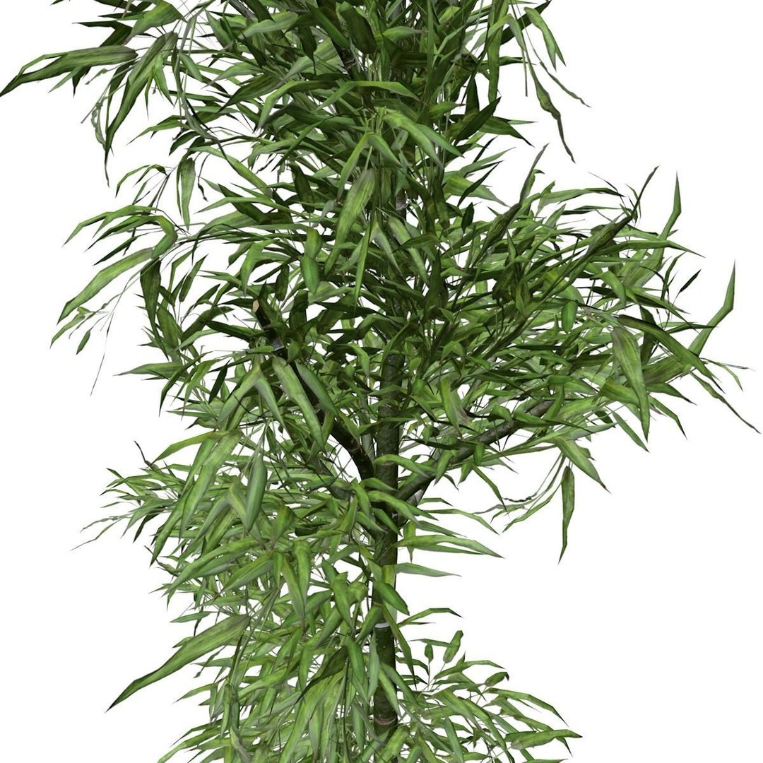 Bamboo Plant 3D Model – Photorealistic PBR Asset for Archviz