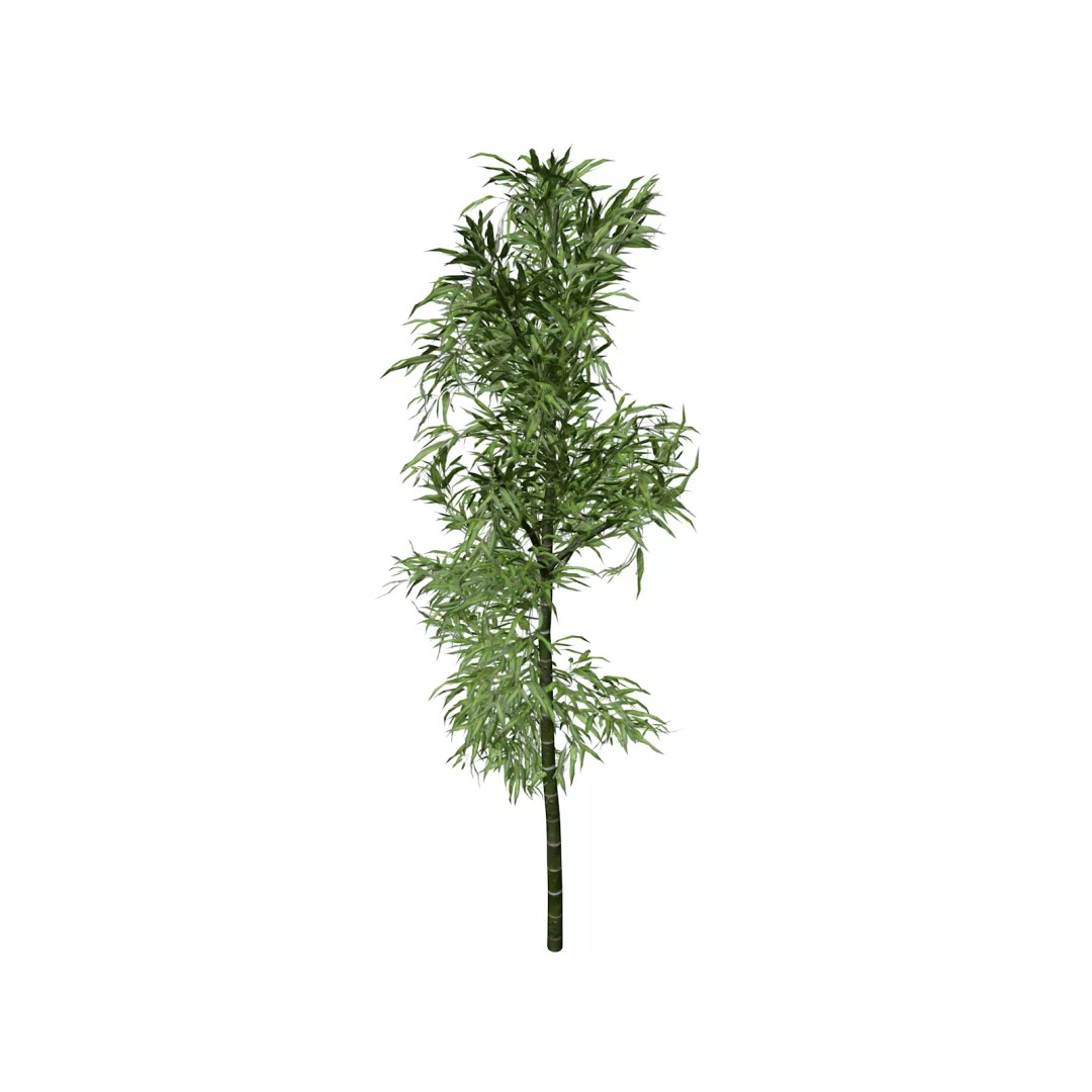 Bamboo Plant 3D Model – Photorealistic PBR Asset for Archviz - View 2