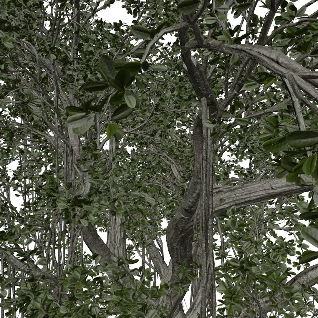 Chinese Banyan Tree 3D Model – Photorealistic Plant Asset, FBX
