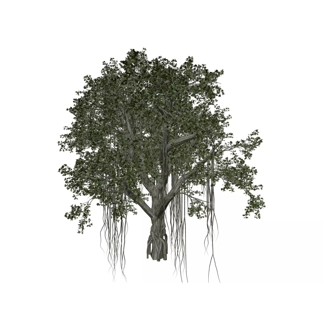 Chinese Banyan Tree 3D Model – Photorealistic Plant Asset, FBX - View 2