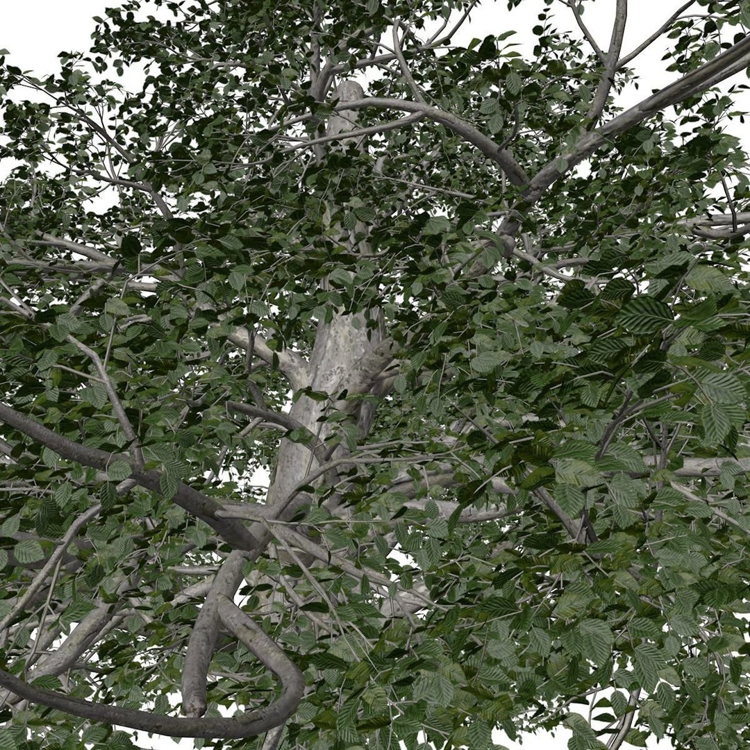 European Beech Tree 3D Model – Photorealistic Game Asset, FBX