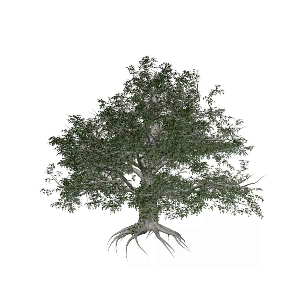 European Beech Tree 3D Model – Photorealistic Game Asset, FBX - View 2