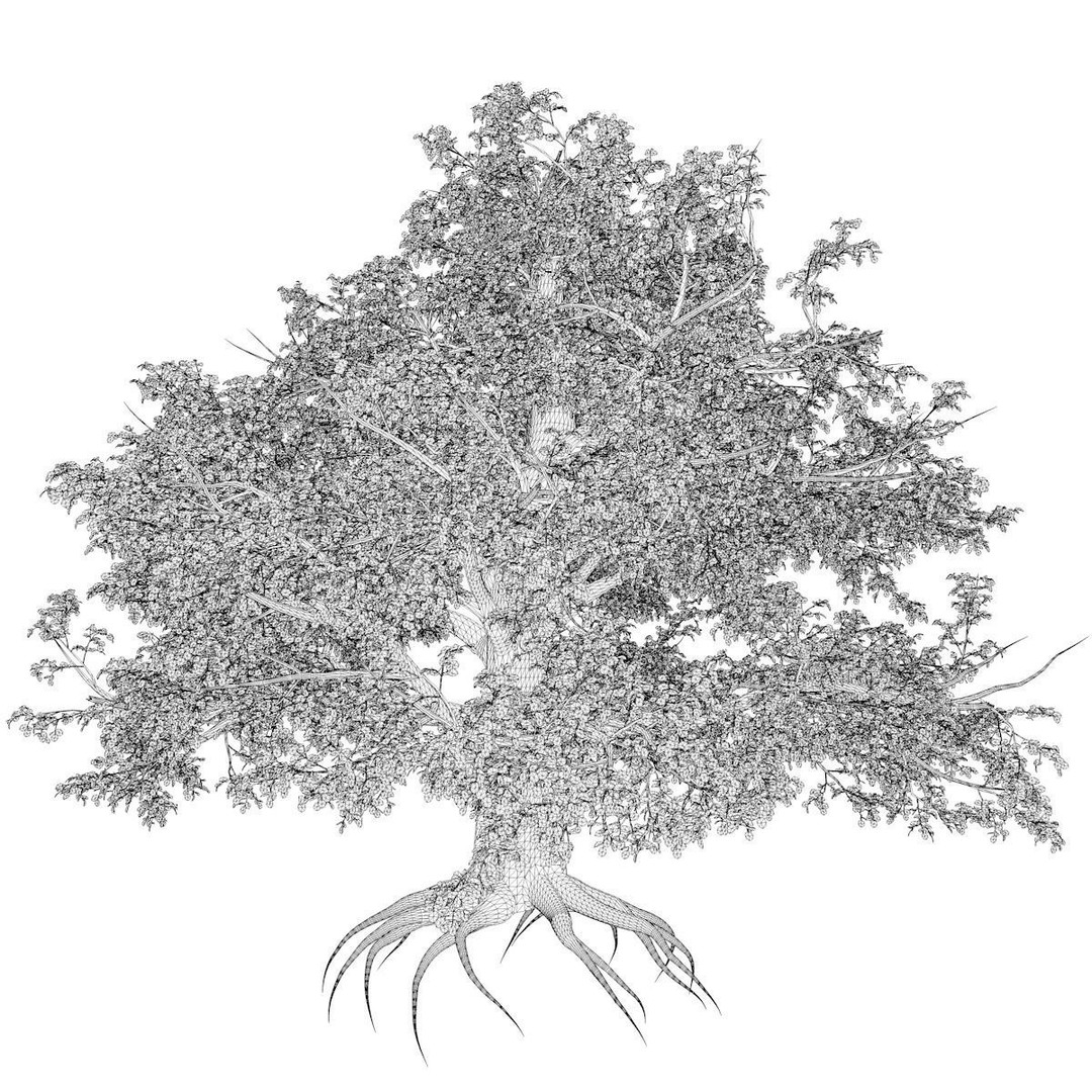 European Beech Tree 3D Model – Photorealistic Game Asset, FBX - View 3