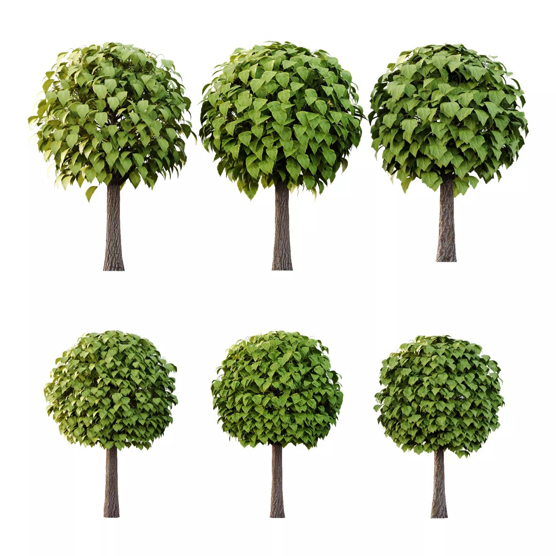 Catalpa Ovata Tree 3D Model – High Poly PBR Asset, FBX, OBJ - View 2
