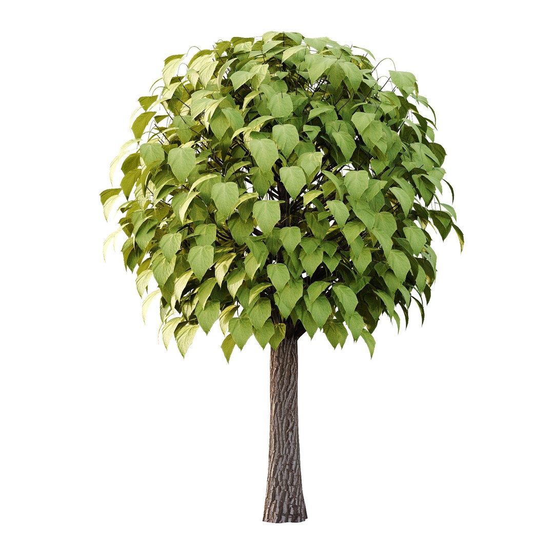 Catalpa Ovata Tree 3D Model – High Poly PBR Asset, FBX, OBJ - View 3