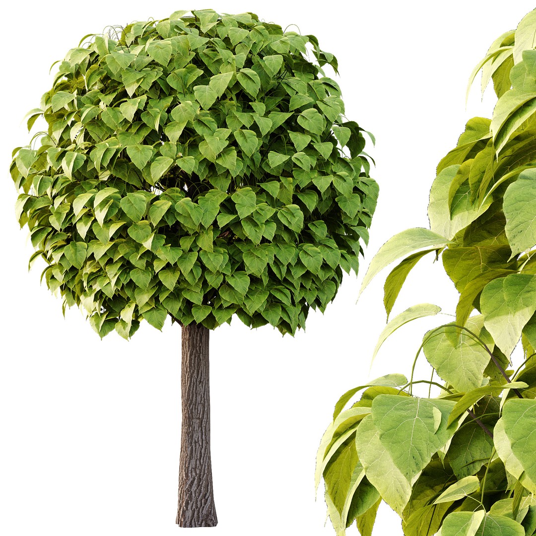 Catalpa Ovata Tree 3D Model – High Poly PBR Asset, FBX, OBJ - View 4