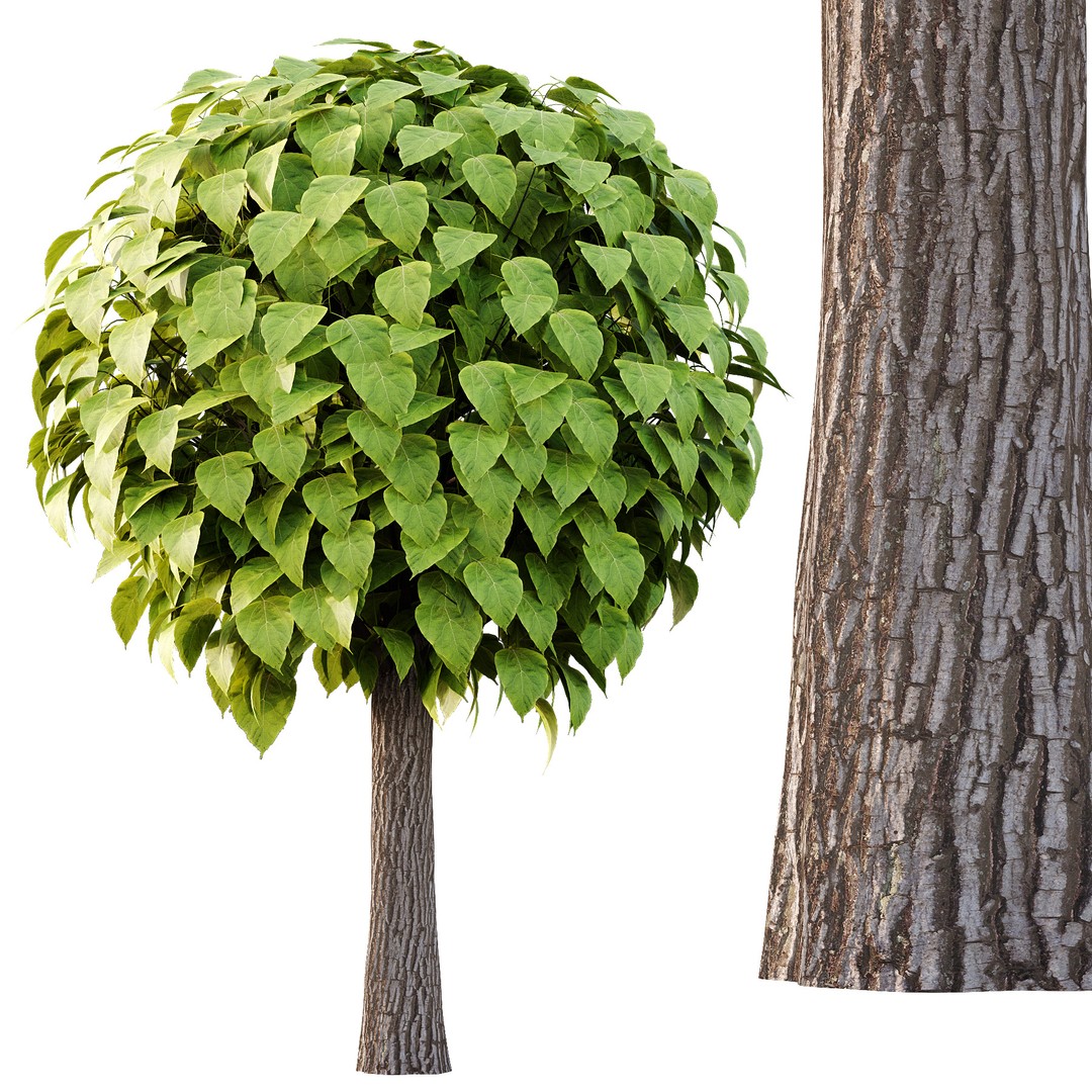 Catalpa Ovata Tree 3D Model – High Poly PBR Asset, FBX, OBJ - View 5