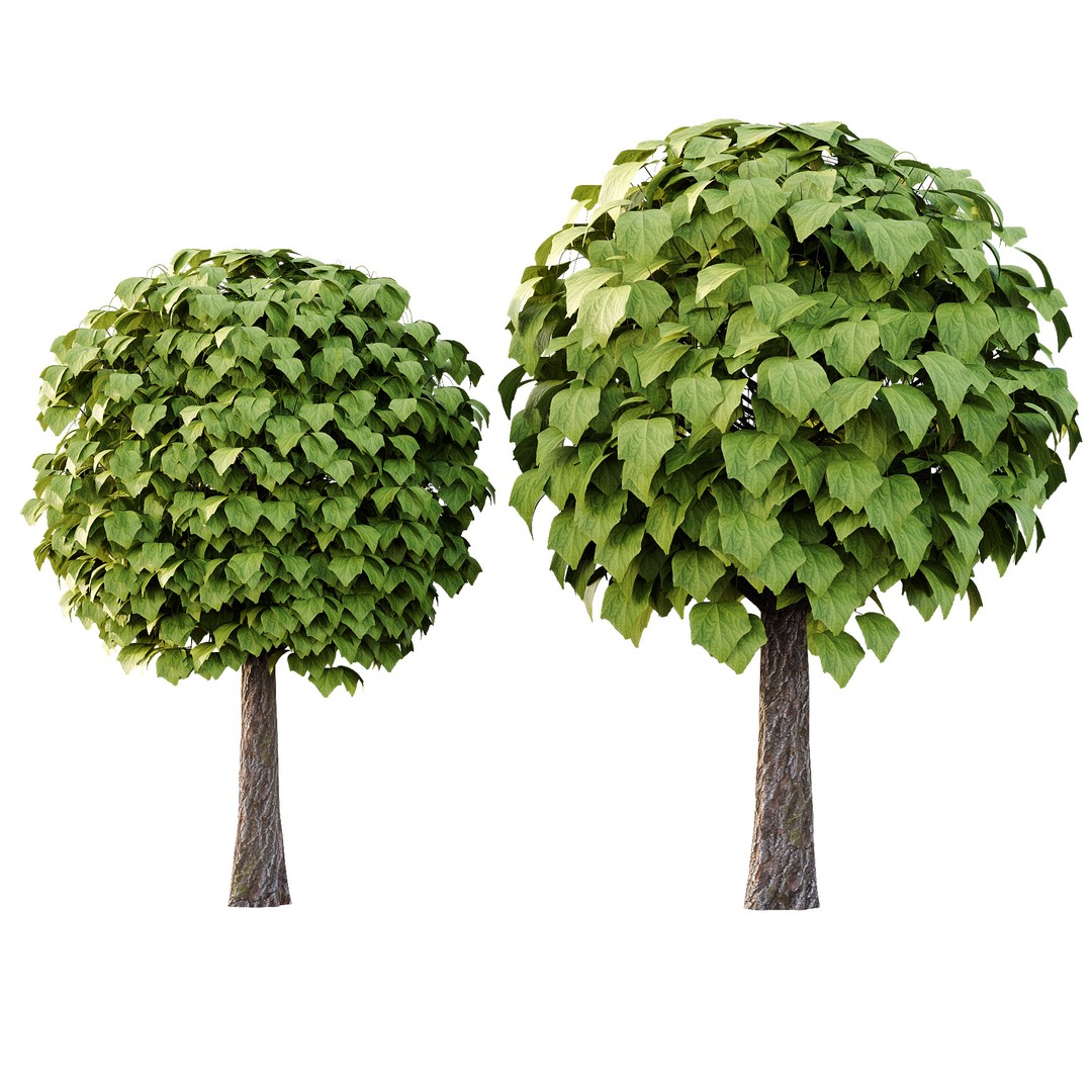 Catalpa Ovata Tree 3D Model – High Poly PBR Asset, FBX, OBJ - View 6