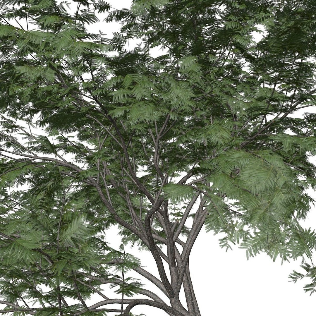 Common Hook-Thorn Tree 3D Model – Photorealistic PBR Asset, FBX