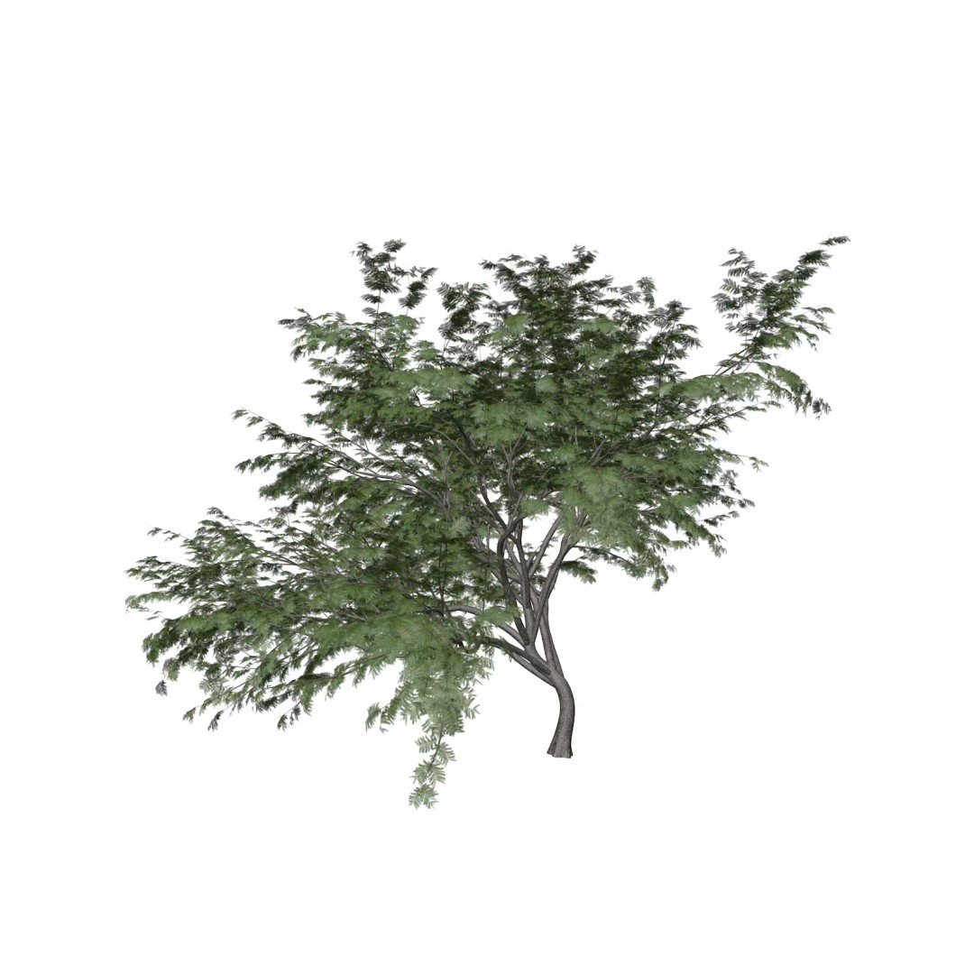 Common Hook-Thorn Tree 3D Model – Photorealistic PBR Asset, FBX - View 2