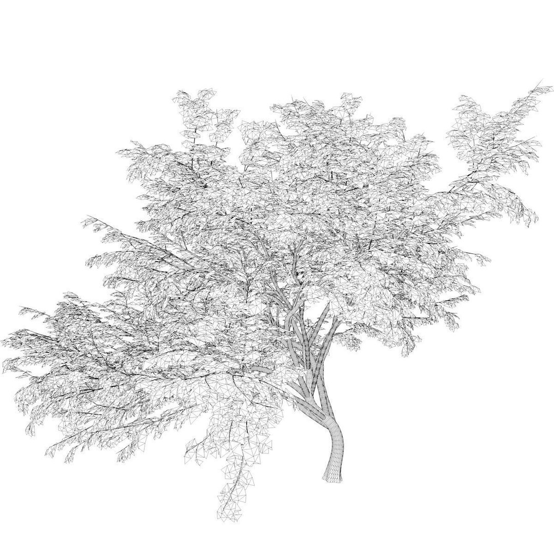 Common Hook-Thorn Tree 3D Model – Photorealistic PBR Asset, FBX - View 3