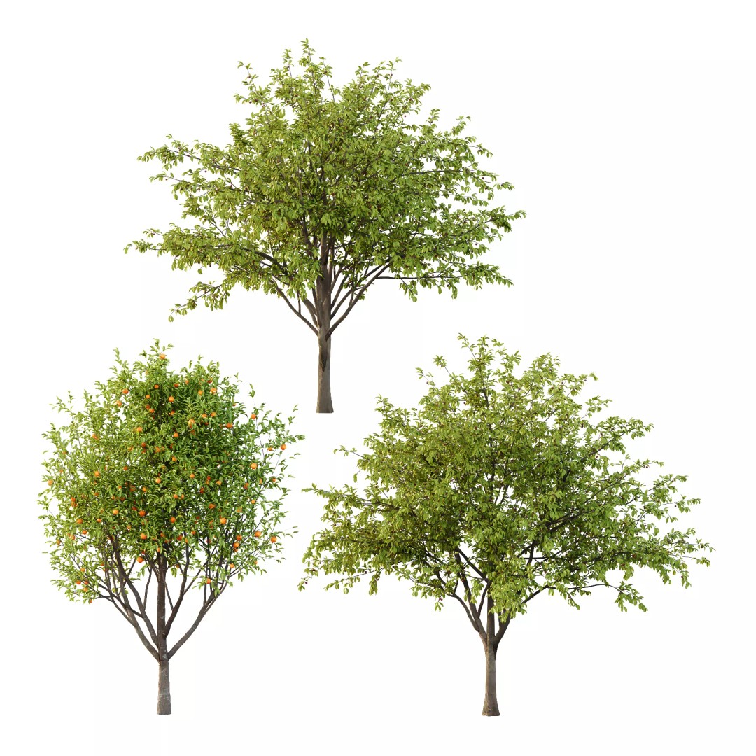 Prunus Pseudocerasus Diospyros Kaki Fruit Tree 3D Model – High Poly PBR Asset, FBX, OBJ - View 2