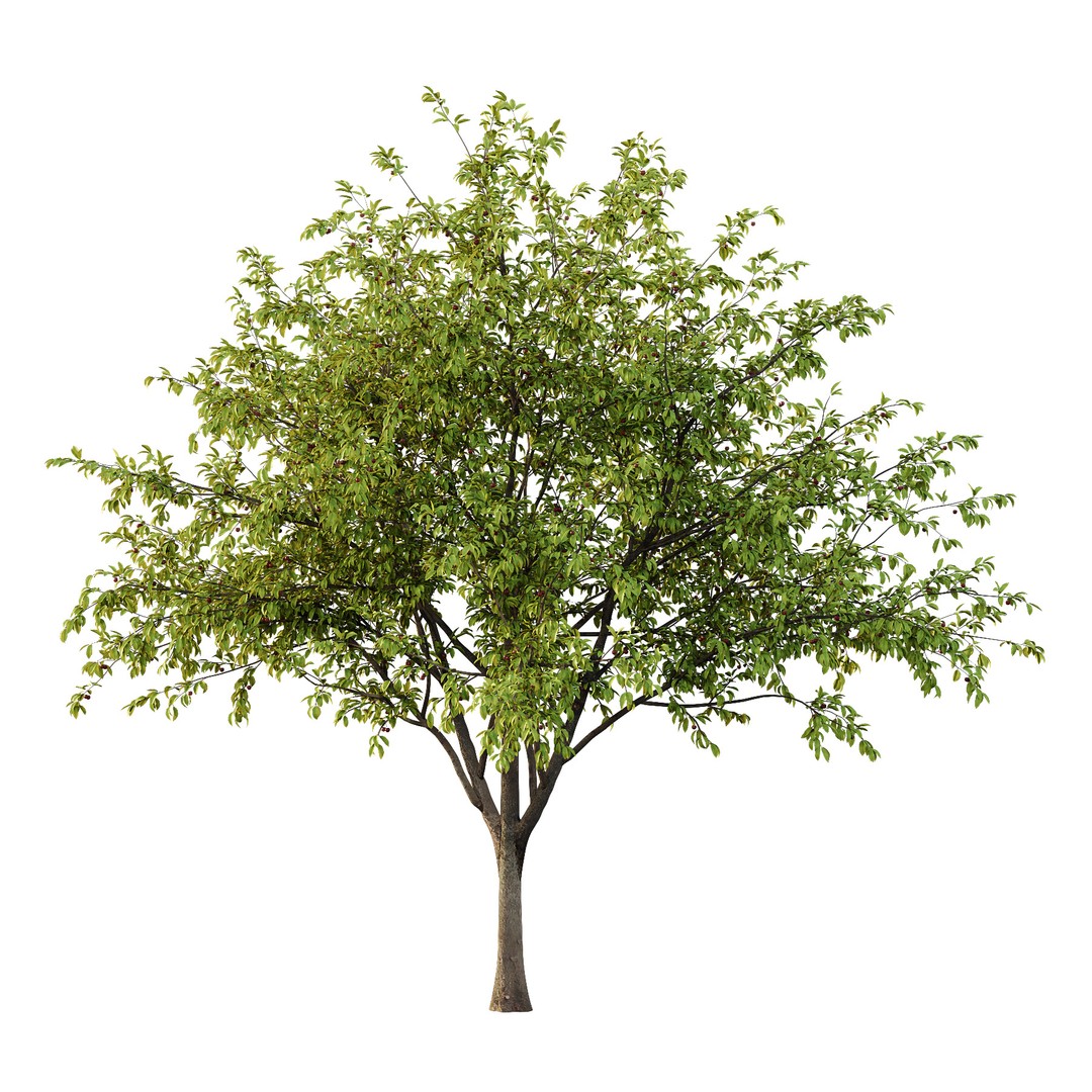 Prunus Pseudocerasus Diospyros Kaki Fruit Tree 3D Model – High Poly PBR Asset, FBX, OBJ - View 3