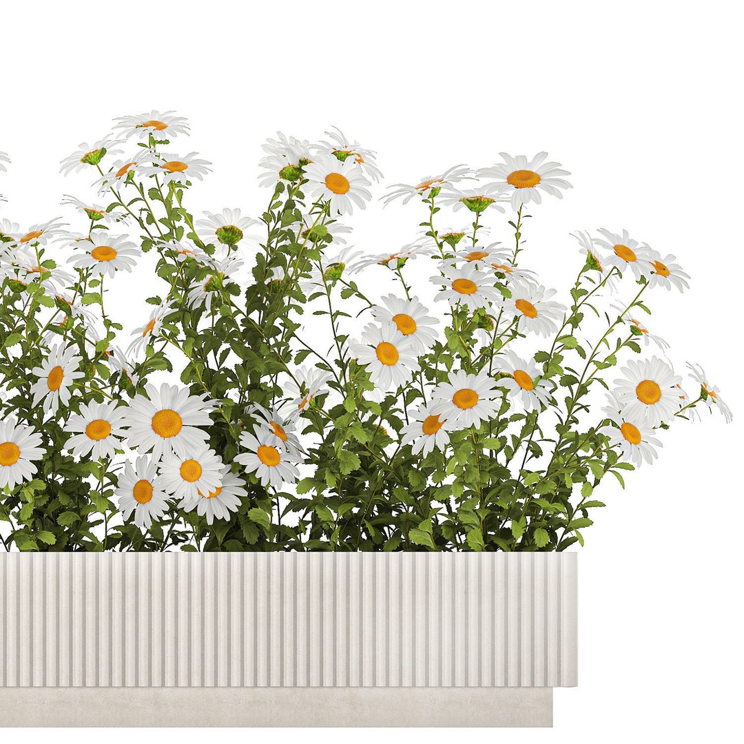 Garden Flower Bushes 3D Model – Chamomile, Chrysanthemum, Gerbera - View 10