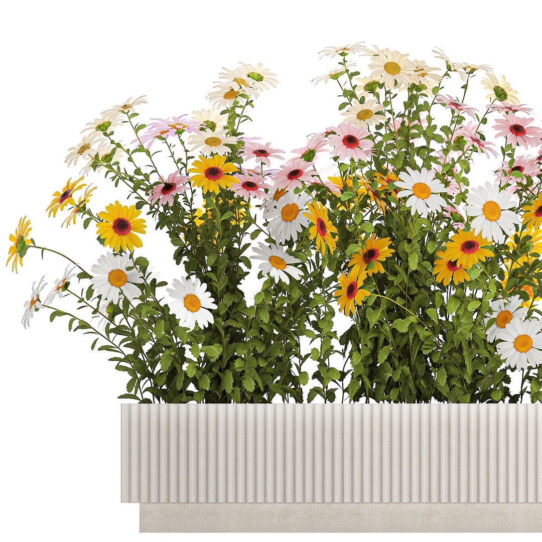 Garden Flower Bushes 3D Model – Chamomile, Chrysanthemum, Gerbera - View 11
