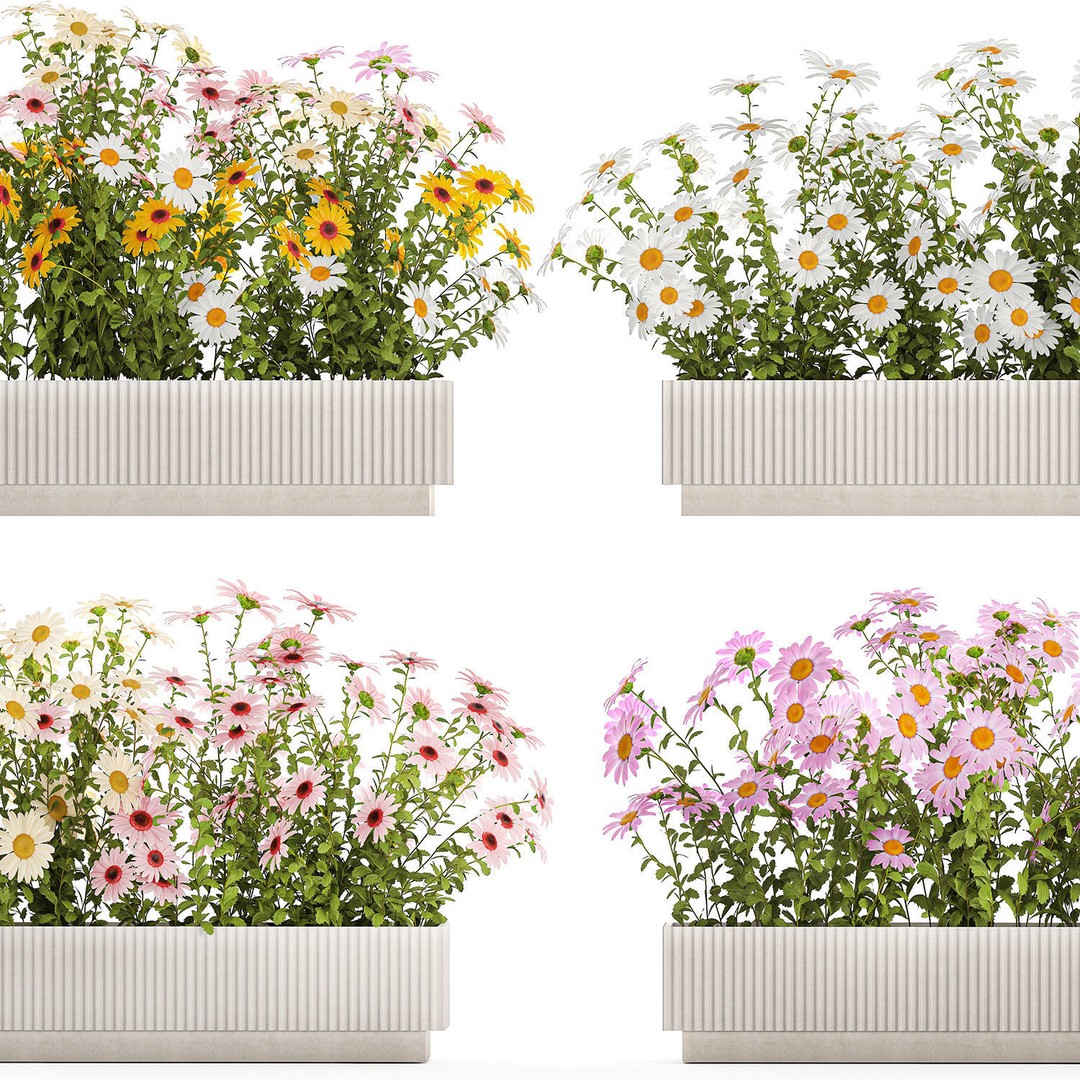 Garden Flower Bushes 3D Model – Chamomile, Chrysanthemum, Gerbera - View 12