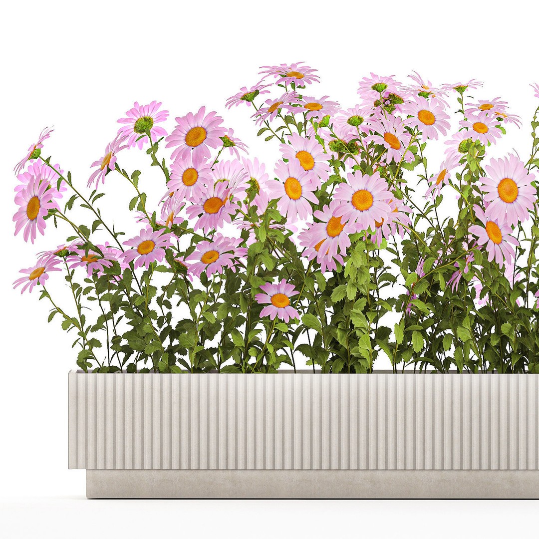 Garden Flower Bushes 3D Model – Chamomile, Chrysanthemum, Gerbera - View 13