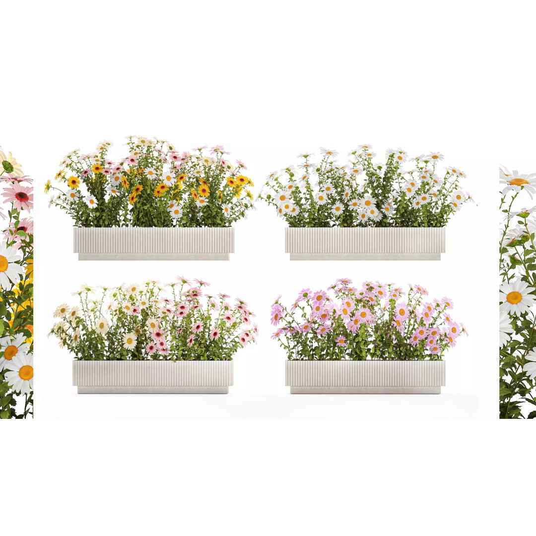 Garden Flower Bushes 3D Model – Chamomile, Chrysanthemum, Gerbera - View 2