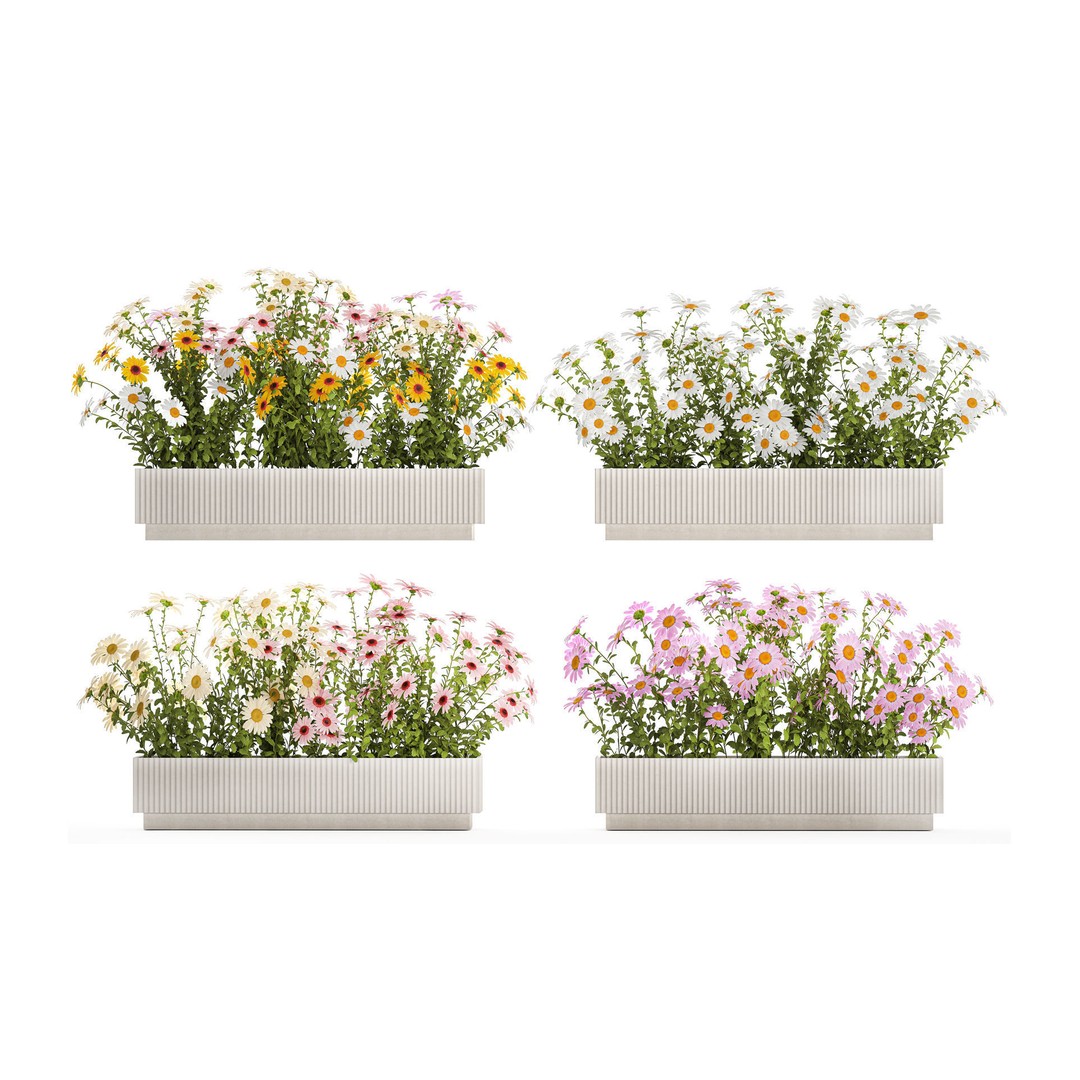 Garden Flower Bushes 3D Model – Chamomile, Chrysanthemum, Gerbera - View 3