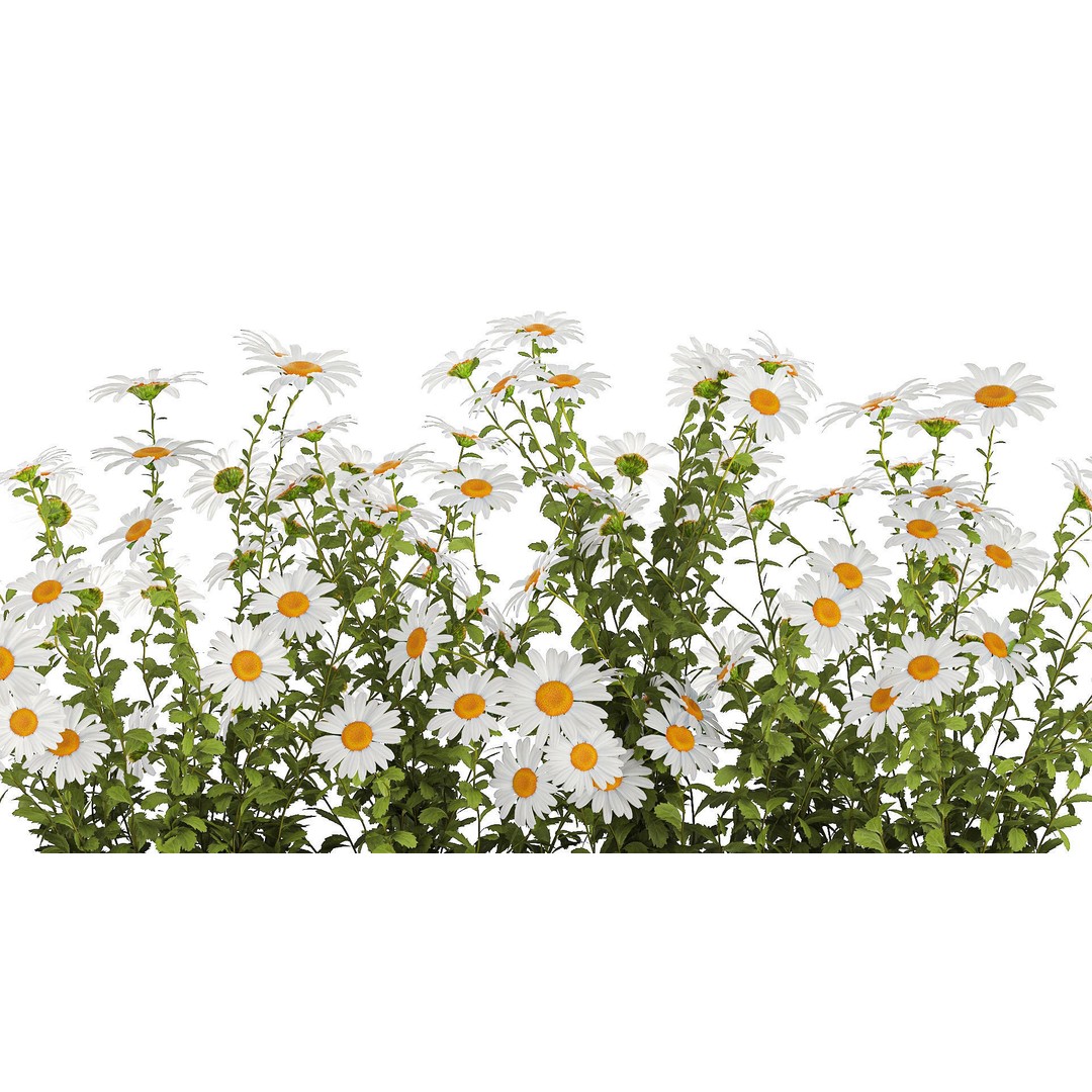 Garden Flower Bushes 3D Model – Chamomile, Chrysanthemum, Gerbera - View 4