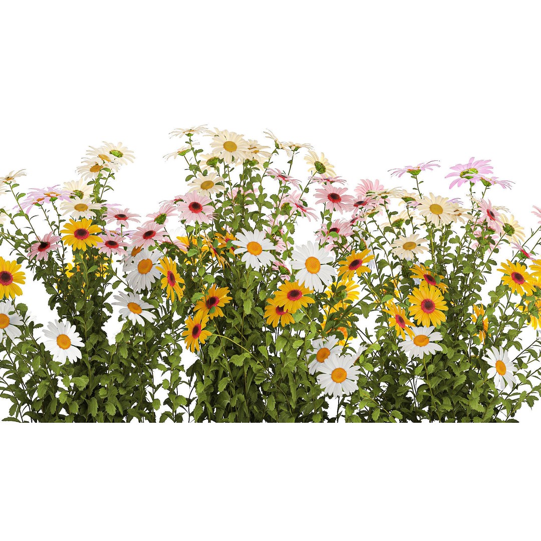 Garden Flower Bushes 3D Model – Chamomile, Chrysanthemum, Gerbera - View 5