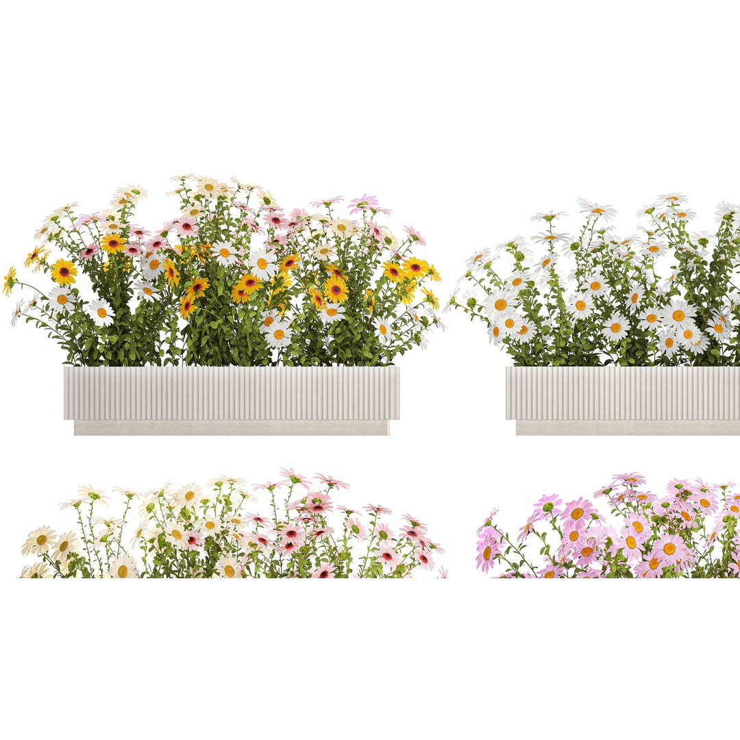 Garden Flower Bushes 3D Model – Chamomile, Chrysanthemum, Gerbera - View 6