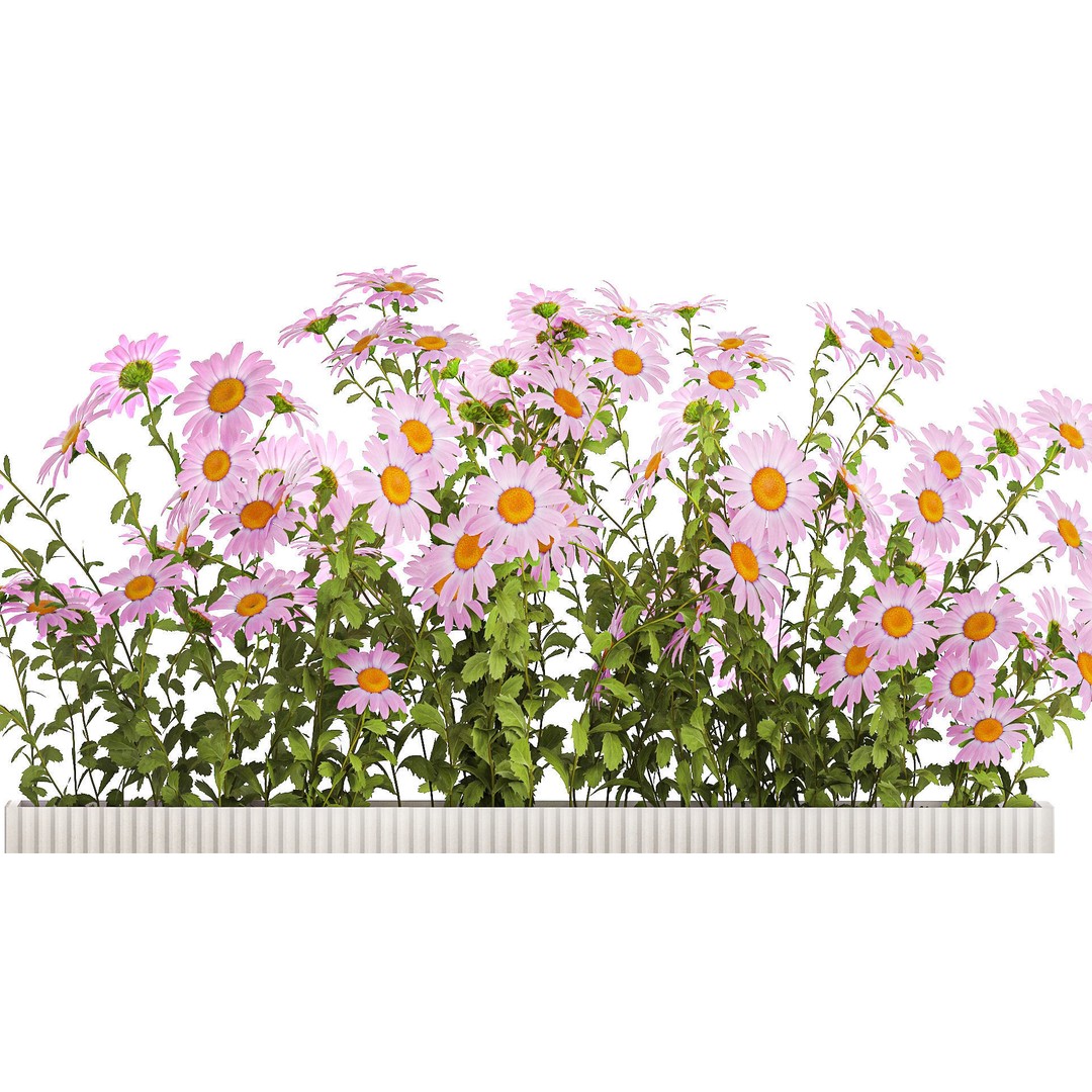 Garden Flower Bushes 3D Model – Chamomile, Chrysanthemum, Gerbera - View 7