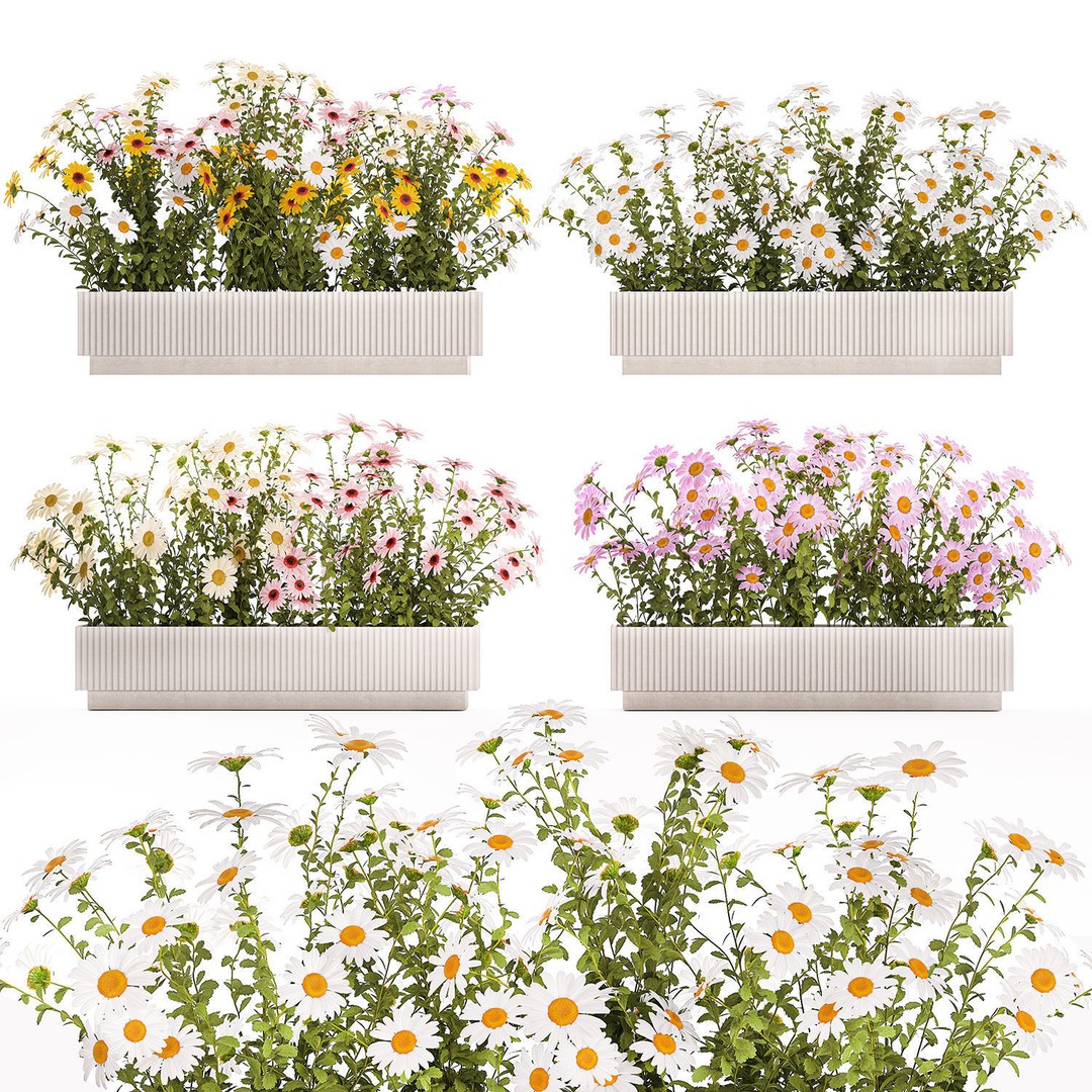 Garden Flower Bushes 3D Model – Chamomile, Chrysanthemum, Gerbera - View 8