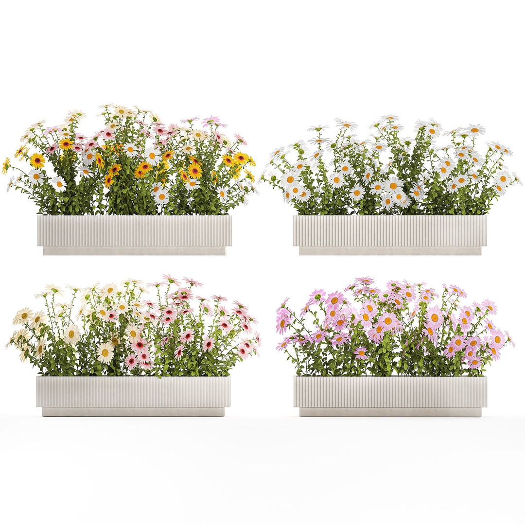Garden Flower Bushes 3D Model – Chamomile, Chrysanthemum, Gerbera - View 9
