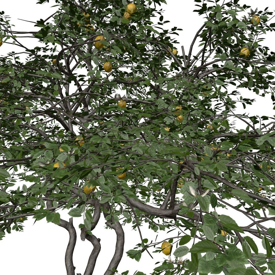 Lemon Tree 3D Model – Photorealistic Plant Asset, FBX, Game Ready