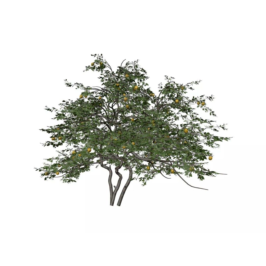Lemon Tree 3D Model – Photorealistic Plant Asset, FBX, Game Ready - View 2