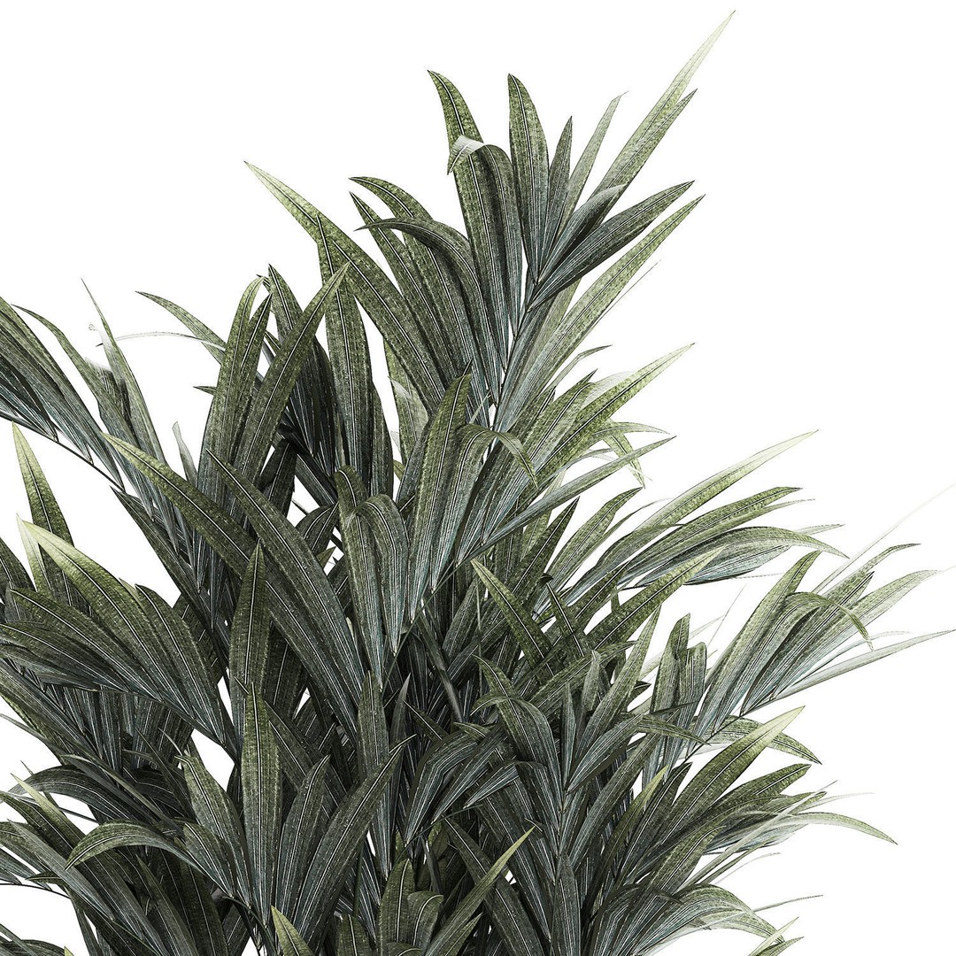 Palm Tree 3D Model – Stylish Pot Plant for Interior & Exterior Decor - View 10