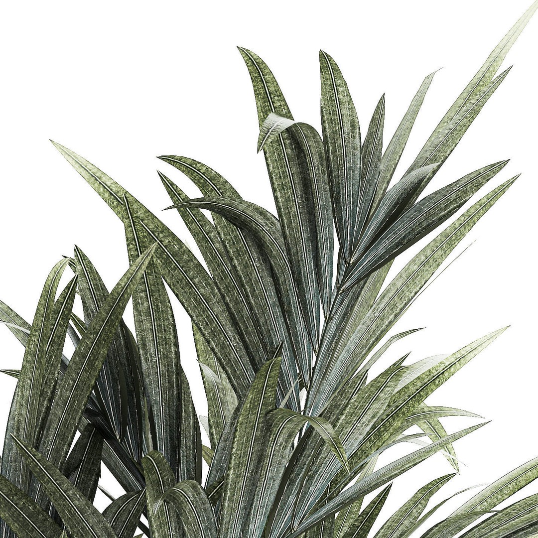 Palm Tree 3D Model – Stylish Pot Plant for Interior & Exterior Decor - View 12