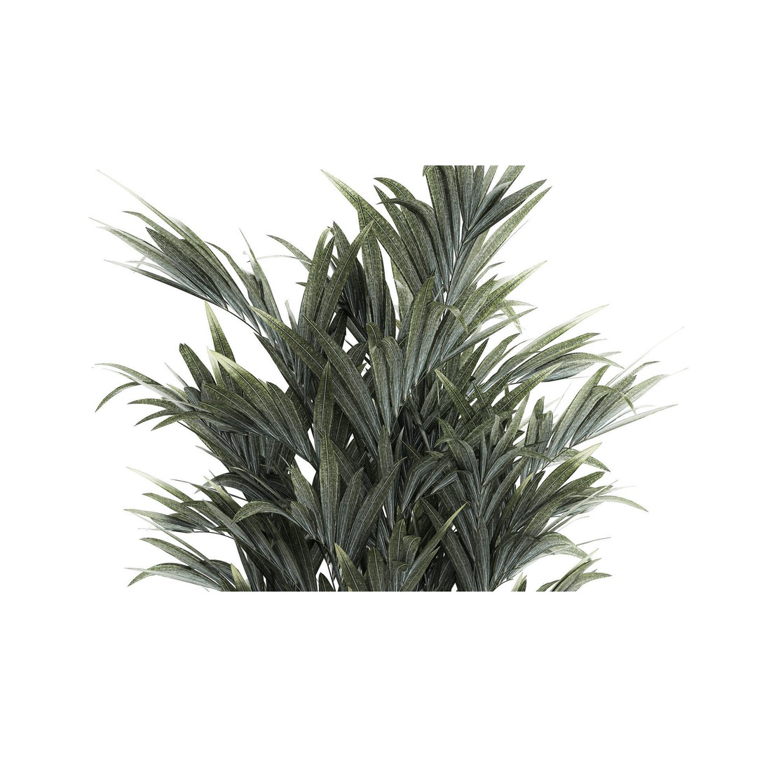 Palm Tree 3D Model – Stylish Pot Plant for Interior & Exterior Decor - View 4