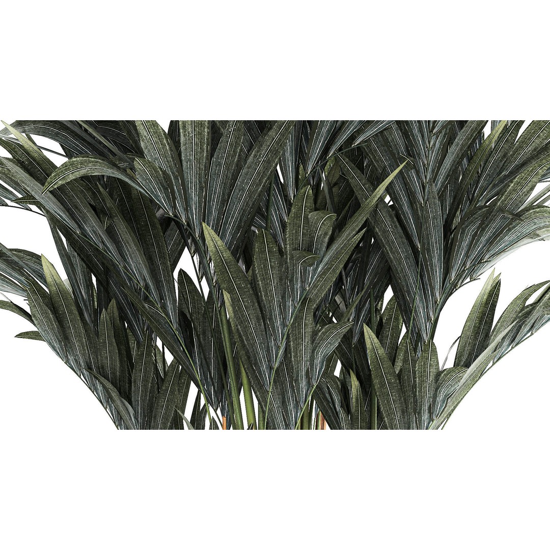 Palm Tree 3D Model – Stylish Pot Plant for Interior & Exterior Decor - View 5