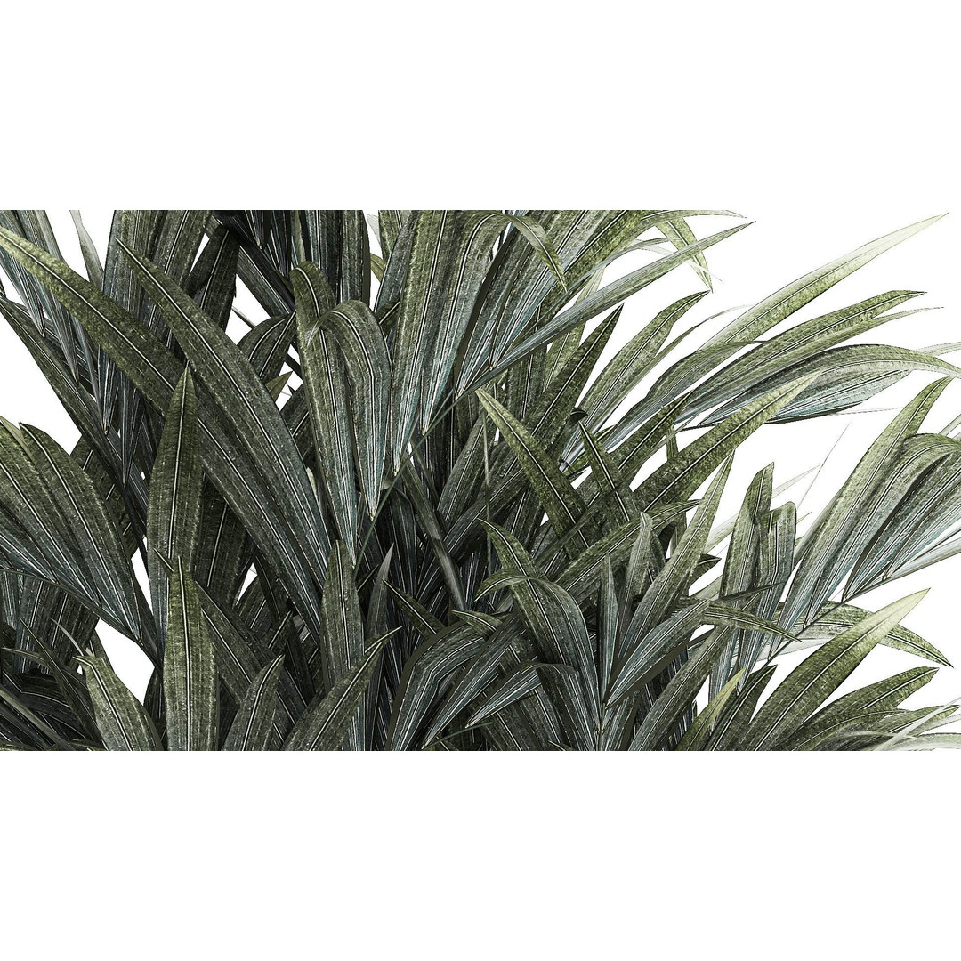 Palm Tree 3D Model – Stylish Pot Plant for Interior & Exterior Decor - View 6
