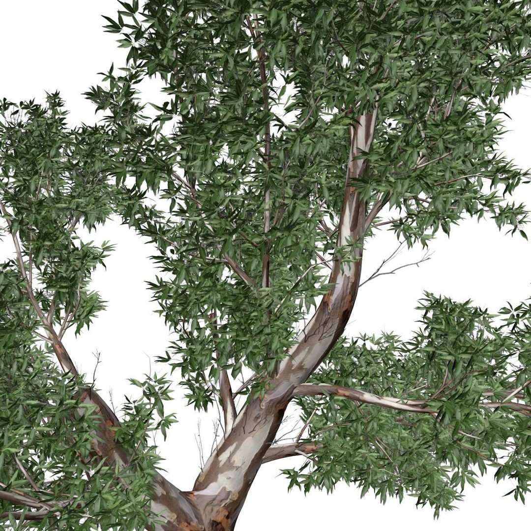 Red Gum Tree 3D Model – Photorealistic Vegetation for Archviz and Games