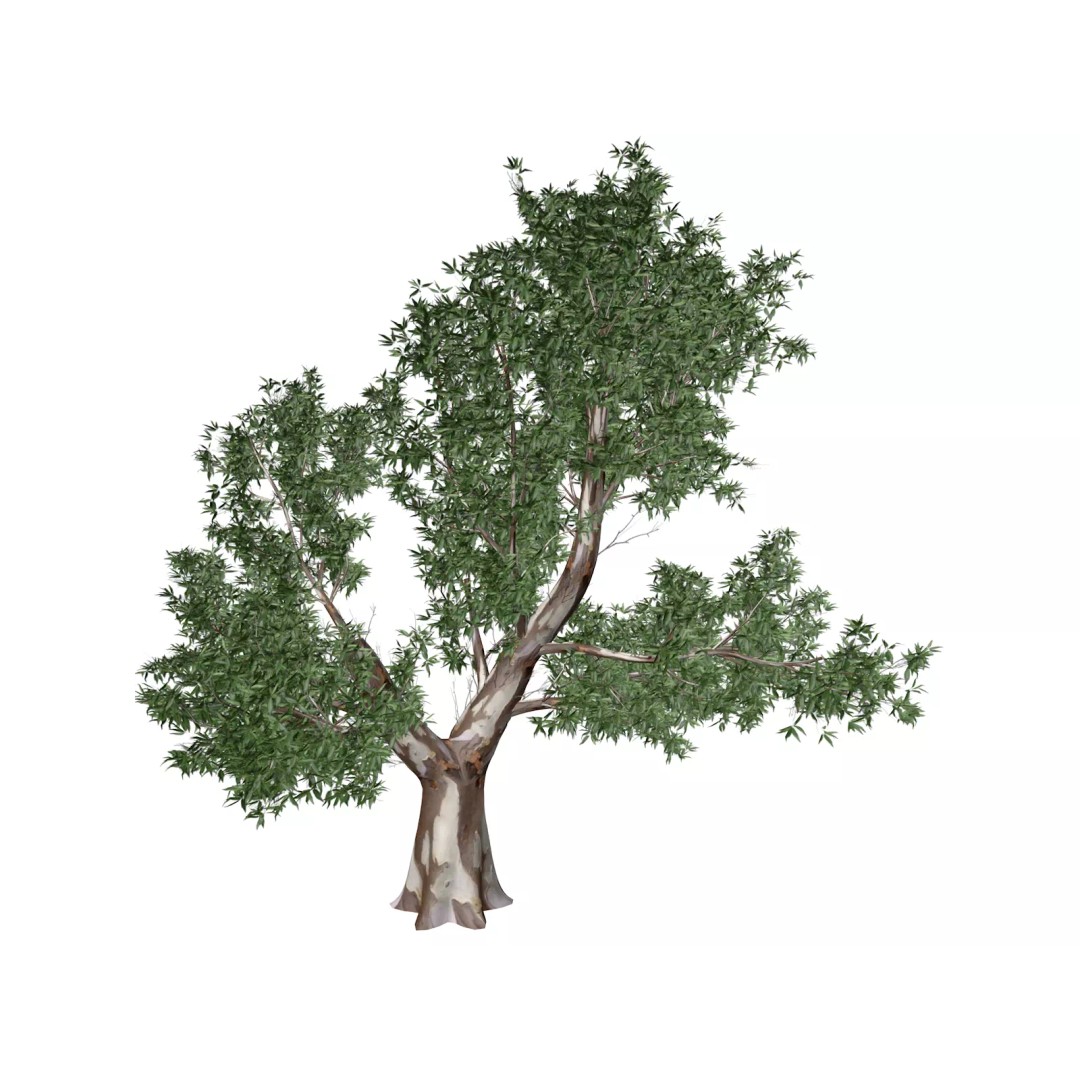 Red Gum Tree 3D Model – Photorealistic Vegetation for Archviz and Games - View 2
