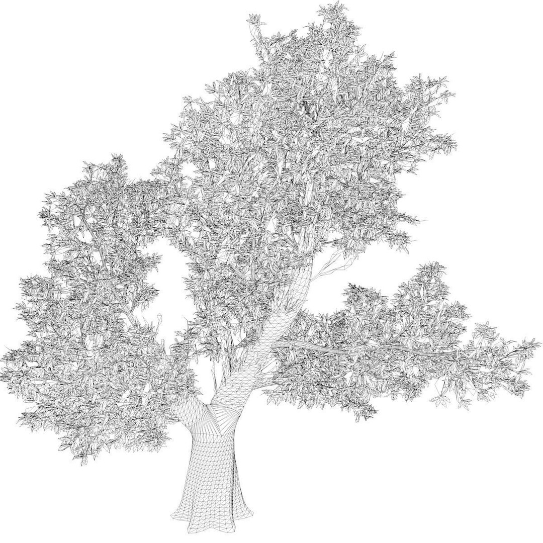 Red Gum Tree 3D Model – Photorealistic Vegetation for Archviz and Games - View 3
